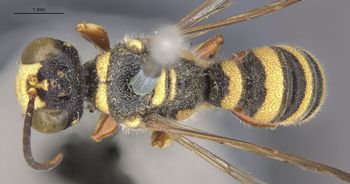 Media type: image;   Entomology 23543 Aspect: habitus dorsal view